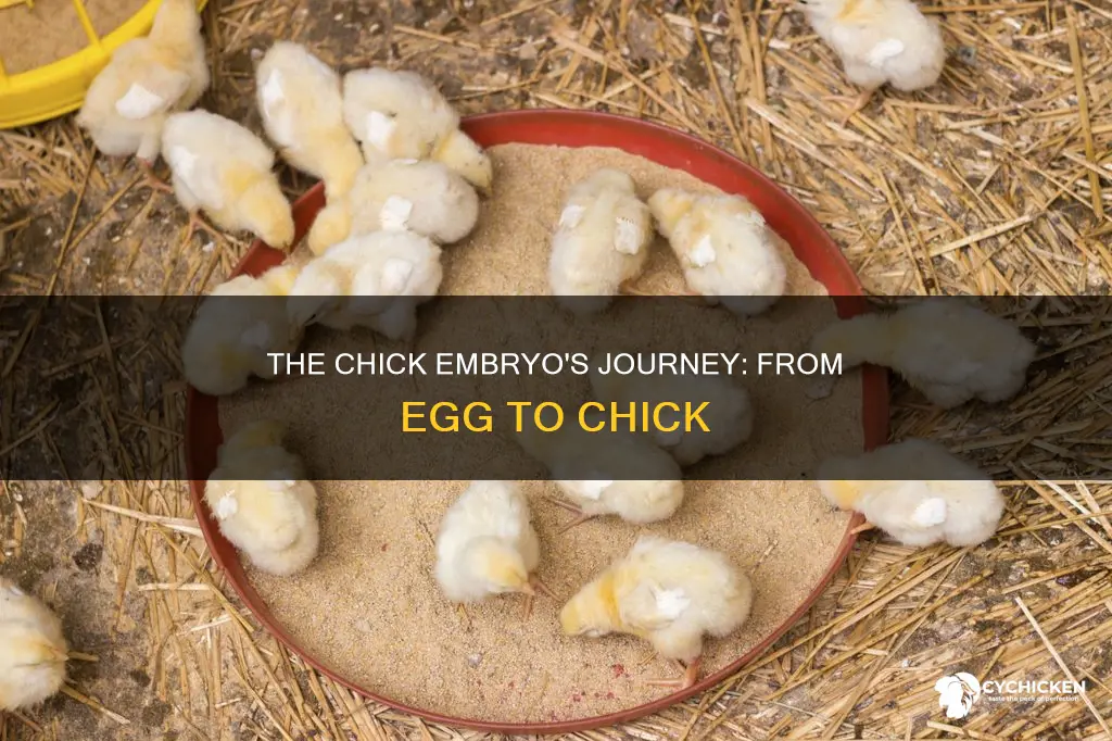 what are the developmental stages of a chick embryo