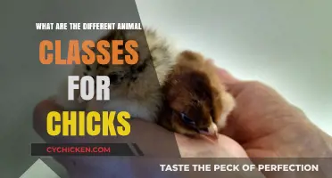 Exploring the Diverse Animal Classes for Chicks: A Comprehensive Guide
