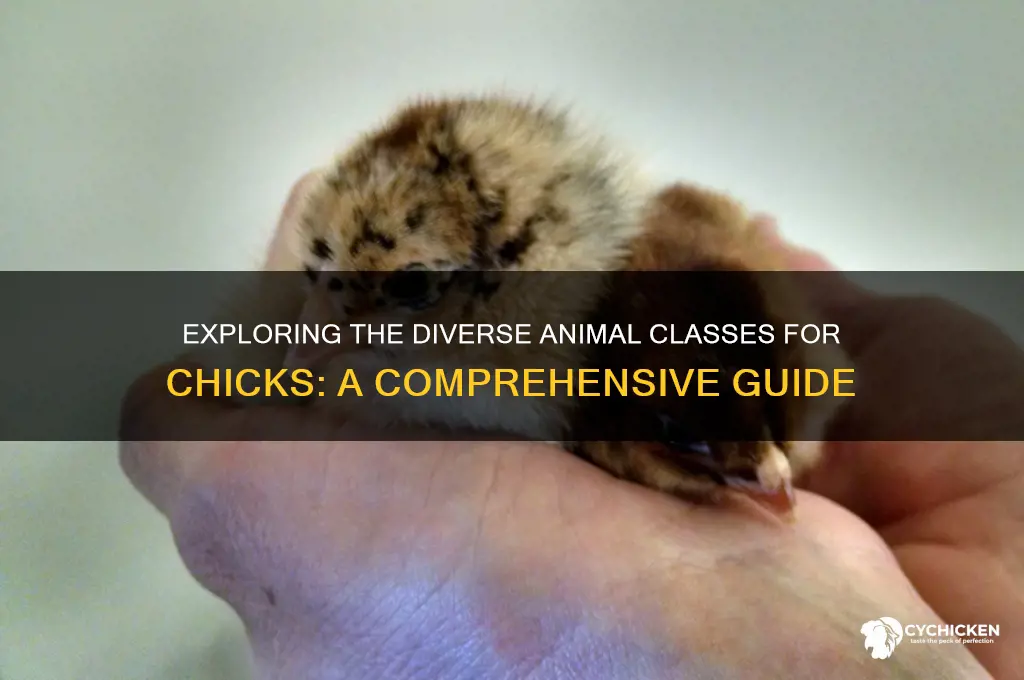 what are the different animal classes for chicks