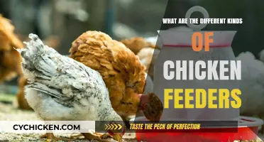 Discover the Best Chicken Feeder Types for Your Flock