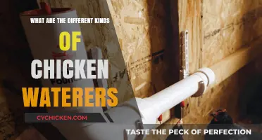 Essential Guide to Various Types of Chicken Waterers for Poultry Care