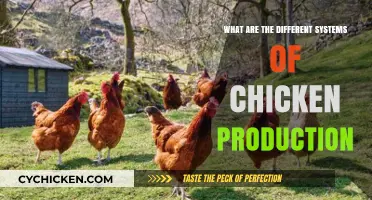 Exploring Diverse Chicken Production Systems: Methods, Benefits, and Challenges