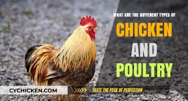 Chicken and Poultry: Exploring the Diverse Varieties