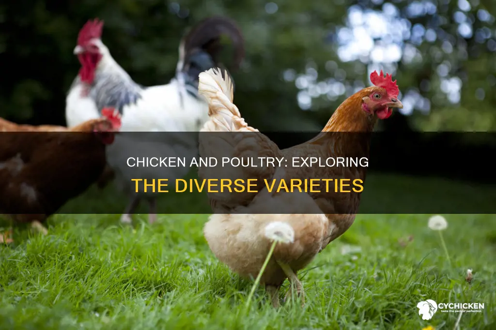 what are the different types of chicken and poultry