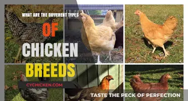 Exploring the Diverse World of Chicken Breeds and Varieties