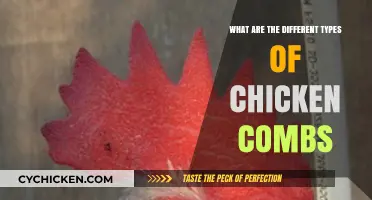 Exploring the Unique Types of Chicken Combs and Their Characteristics