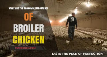 Economic Benefits of Broiler Chicken Production for Farmers and Markets