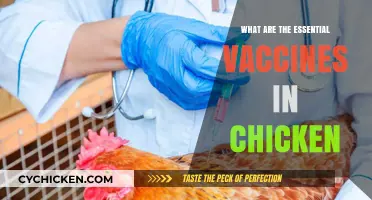 Essential Chicken Vaccines: Protecting Your Flock's Health and Productivity