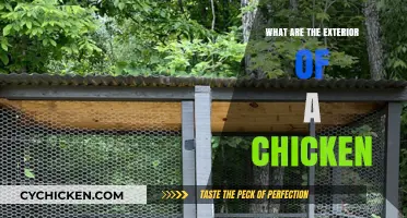 Exploring the Unique Exterior Features of a Chicken's Body