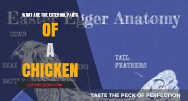 Exploring the External Anatomy of a Chicken: A Comprehensive Guide