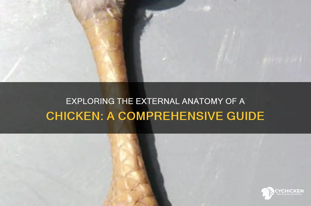 what are the external parts of a chicken