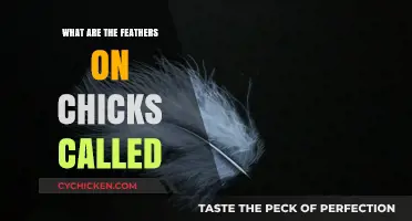 Understanding Chick Feathers: What Are Those Fluffy Down Feathers Called?