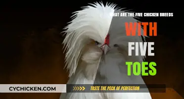 Chicken Feet: Breeds with Five Toes
