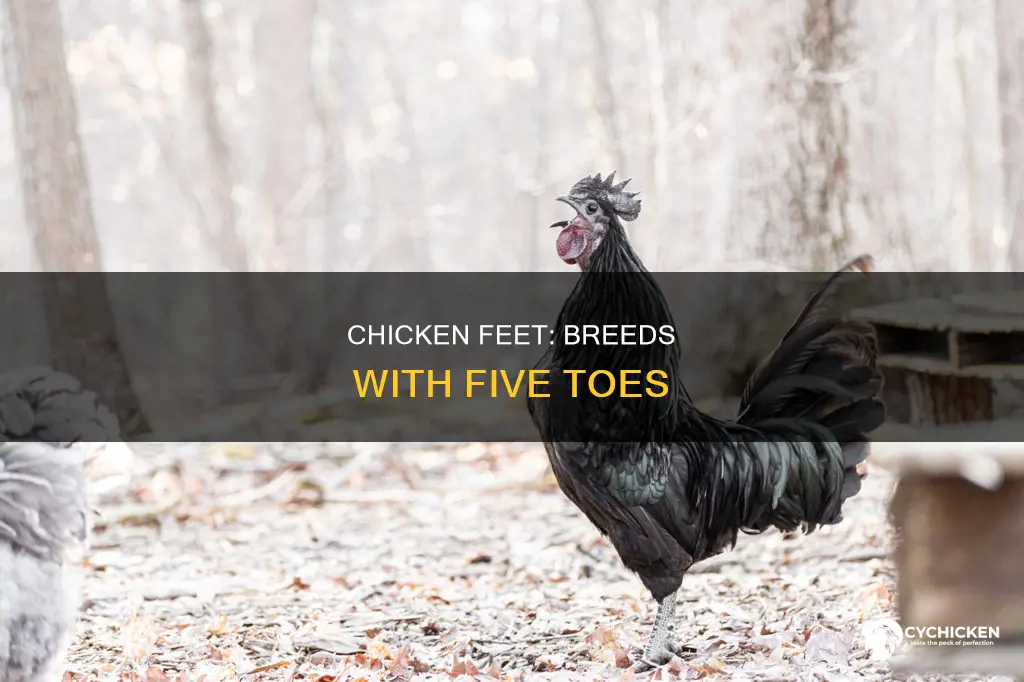 what are the five chicken breeds with five toes