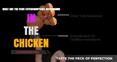 Extraembryonic Membranes in Chickens: Four Unique Structures
