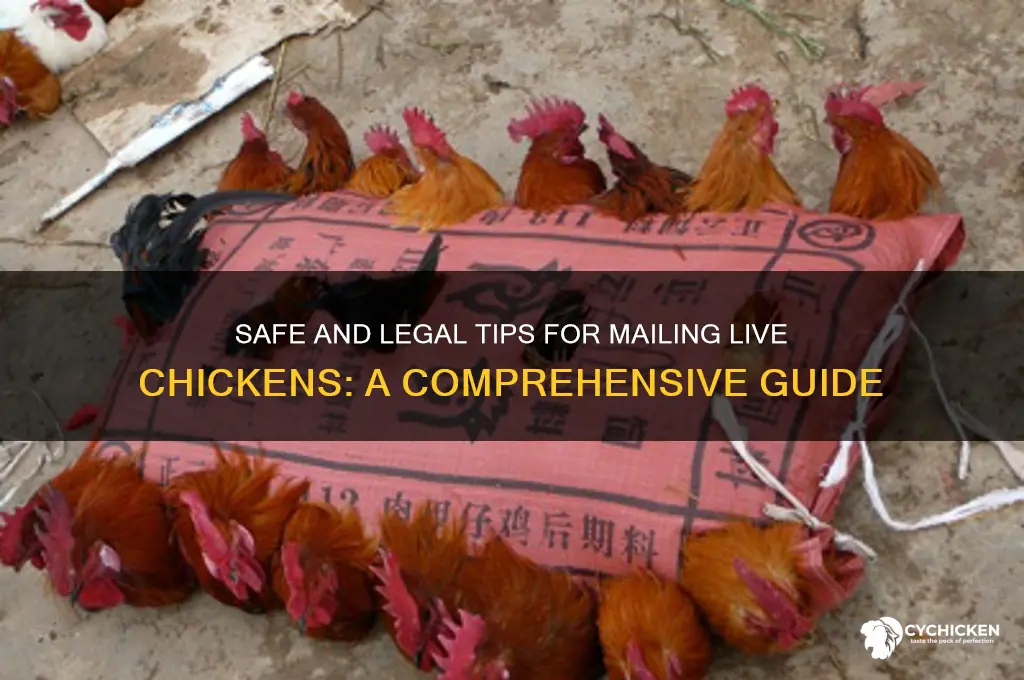what are the guidelines to mailing a chicken