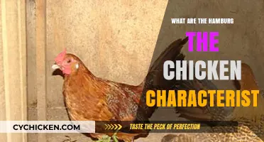 Exploring Hamburg Chicken Traits: Unique Features and Characteristics Revealed