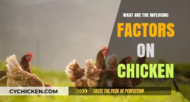 Key Factors Influencing Chicken Growth, Health, and Productivity Explained