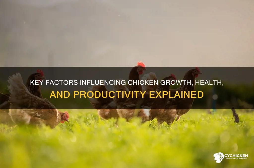what are the influcing factors on chicken