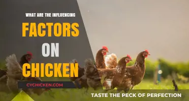 Key Factors Influencing Chicken Growth, Health, and Productivity Explained