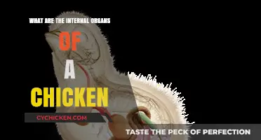 Exploring the Vital Internal Organs of a Chicken: Anatomy Unveiled