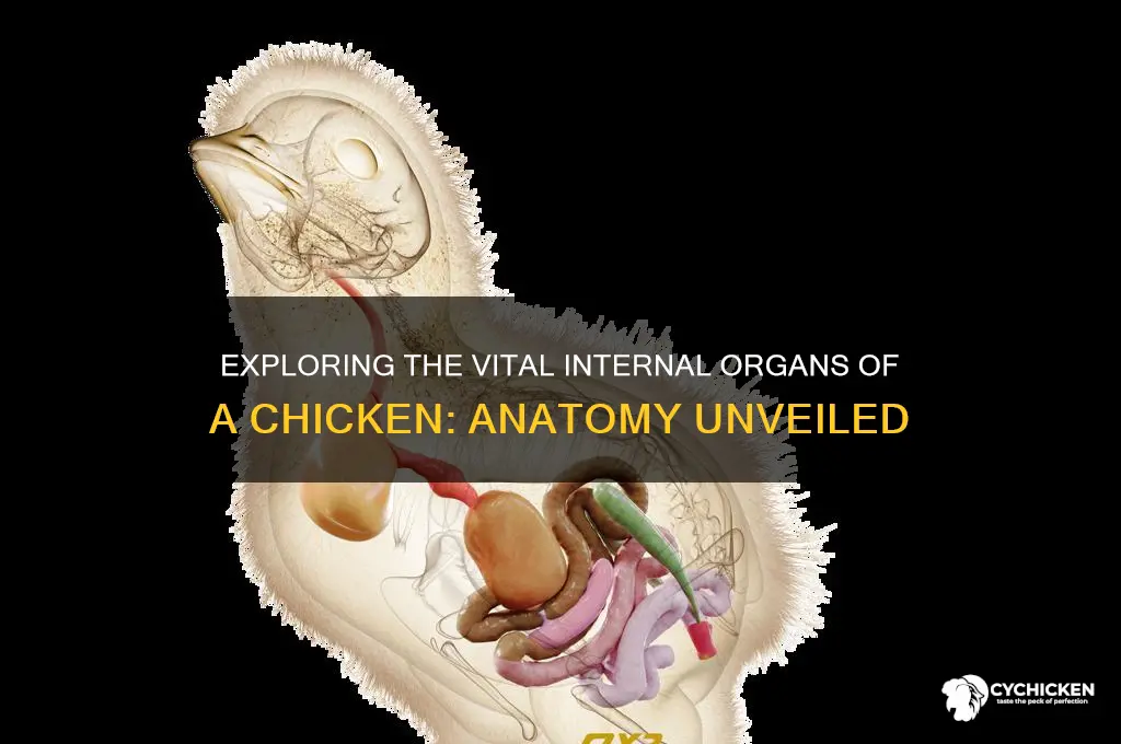 what are the internal organs of a chicken