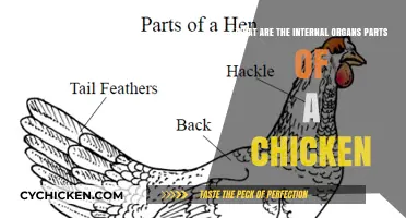 Internal Anatomy of a Chicken: Organs and Functions