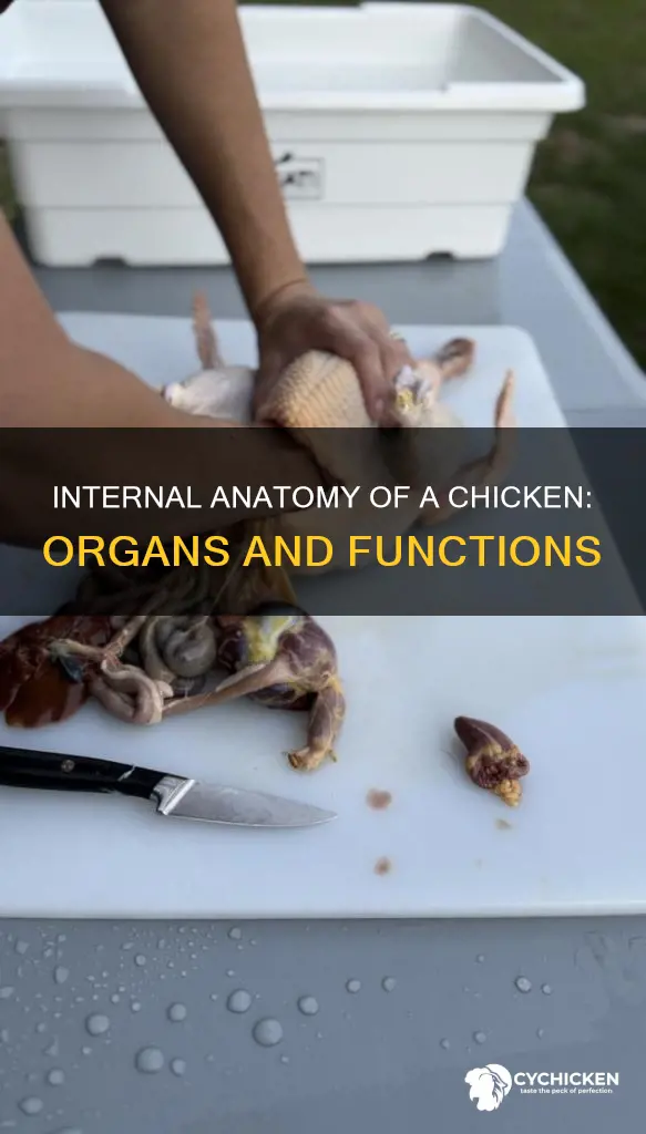 what are the internal organs parts of a chicken