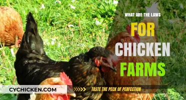 Understanding Legal Regulations for Chicken Farming Operations and Practices