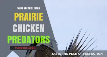 Lesser Prairie Chicken Predators: Threats to Their Survival in the Wild