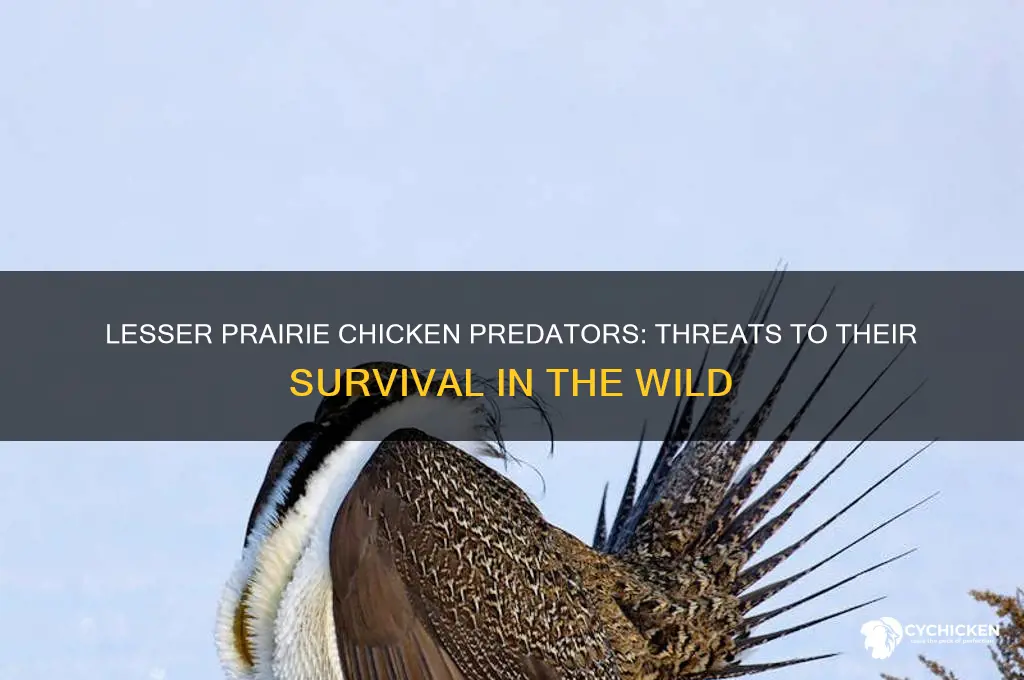 what are the lesser prairie chicken predators