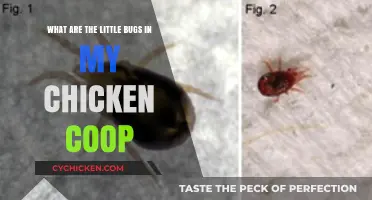 Tiny Invaders: Identifying and Managing Bugs in Your Chicken Coop