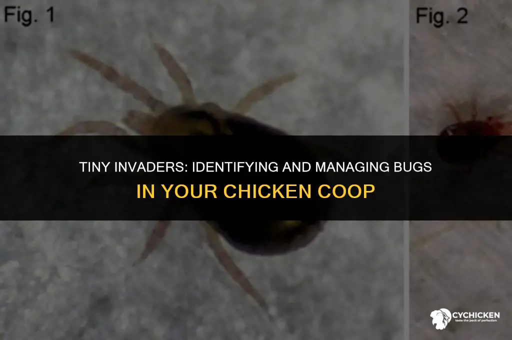 what are the little bugs in my chicken coop