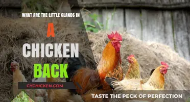 Uncovering Chicken Skin Secrets: Tiny Glands, Big Impact