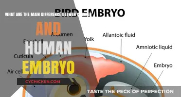 Chicken vs Human Embryos: What Sets Us Apart?