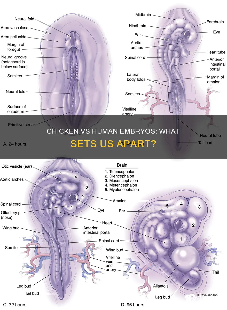 what are the main difference betwen chicken and human embryo