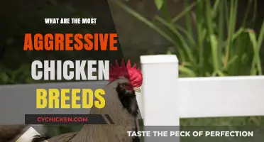 Fierce Feathers: Unveiling the Most Aggressive Chicken Breeds