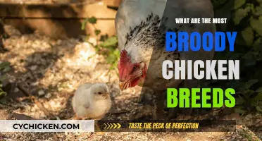 Top Broody Chicken Breeds for Reliable Egg Incubation and Hatching