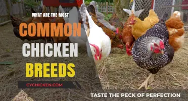 Discover the Most Popular Chicken Breeds for Your Flock