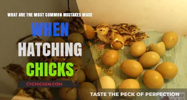 Avoid These Common Mistakes When Hatching Chicks