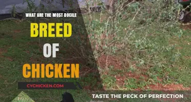 Discover the Calmest Chicken Breeds for Your Backyard Flock