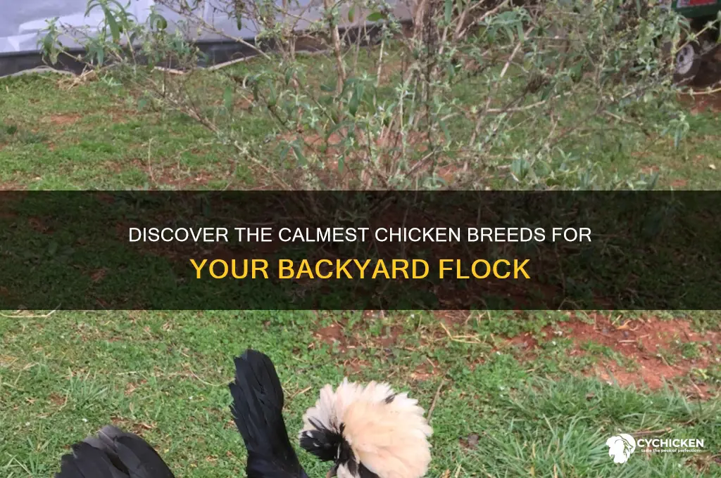 what are the most docile breed of chicken