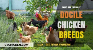 Discover the Calmest Chicken Breeds for Your Backyard Flock