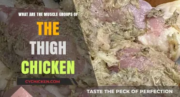 Understanding the Muscle Groups of the Thigh Chicken: A Comprehensive Guide