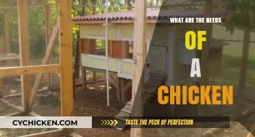 Essential Chicken Care: Understanding Their Basic Needs for Happy Flocks