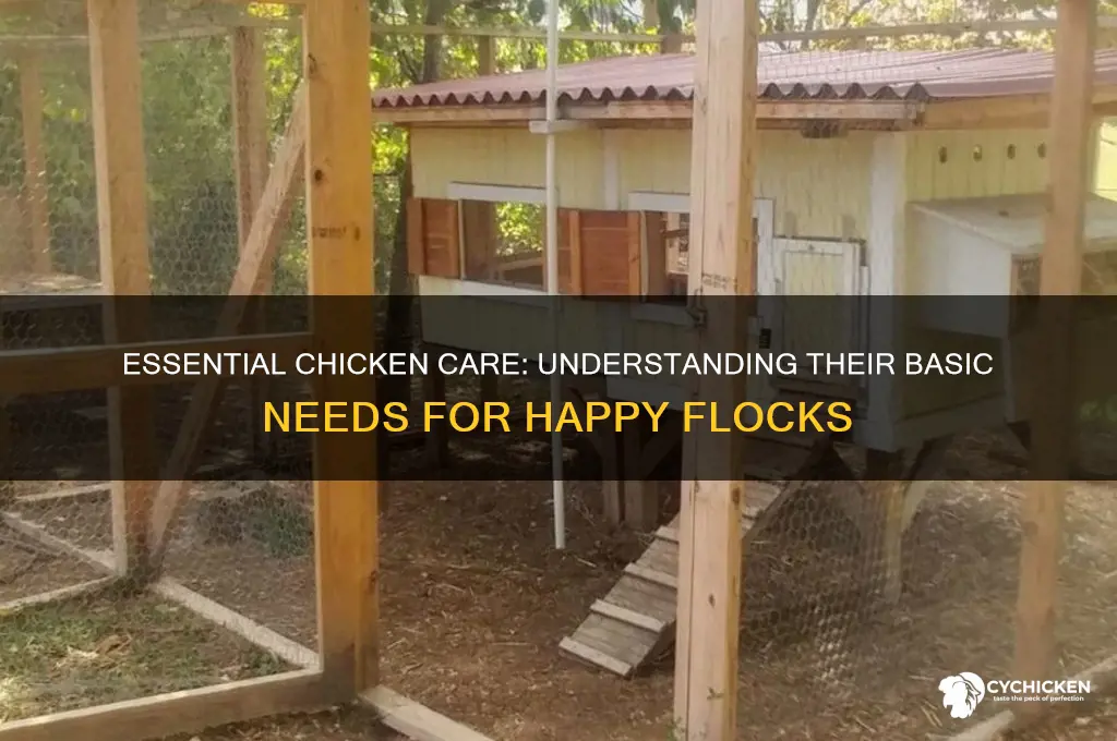 what are the needs of a chicken