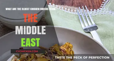 Ancient Middle Eastern Chicken Breeds Explained