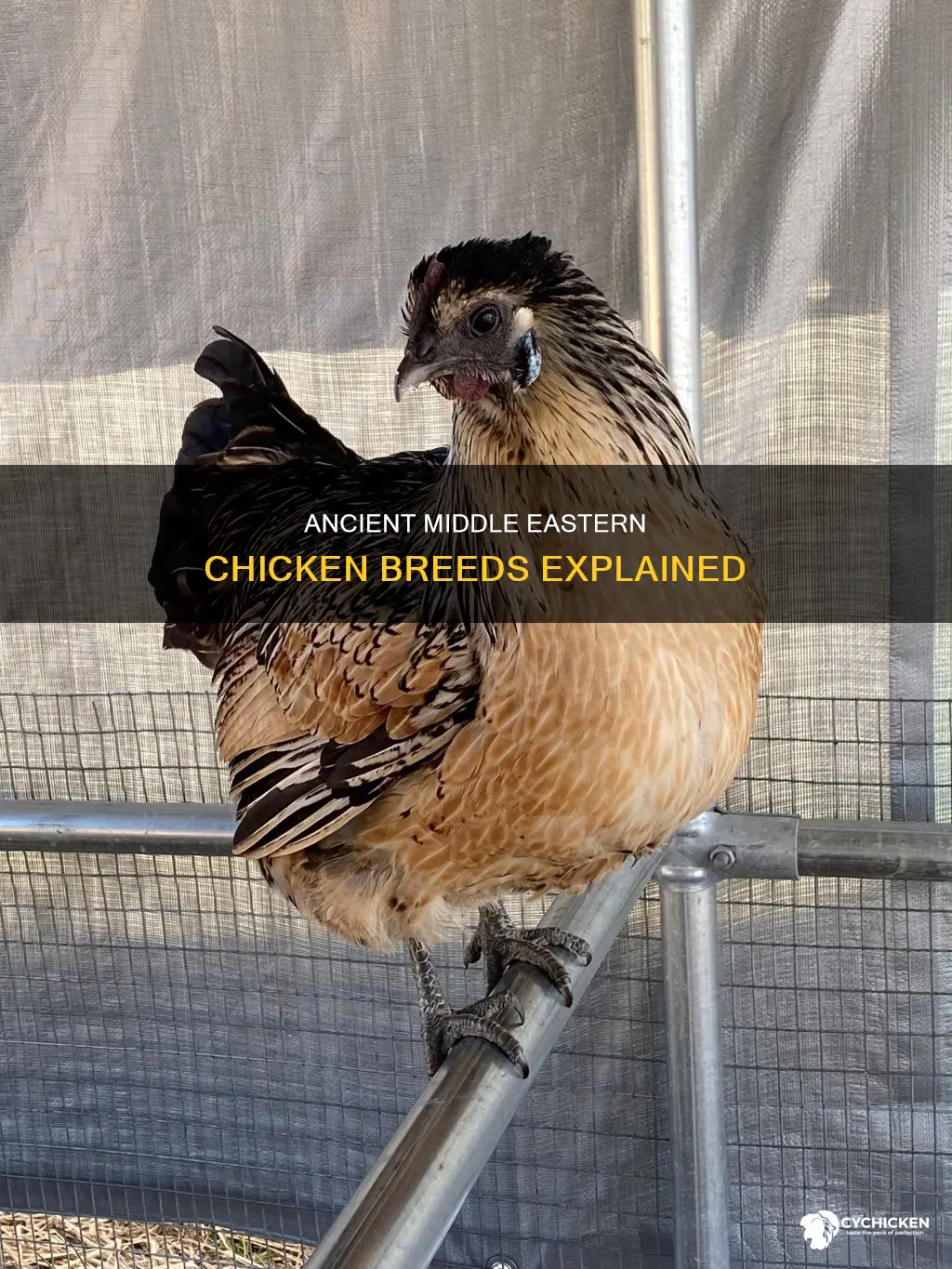 what are the oldest chicken breeds from the middle east