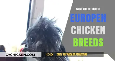Exploring Europe's Ancient Chicken Breeds: A Historical Overview