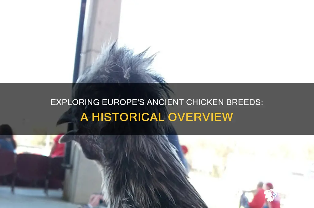 what are the oldest europen chicken breeds